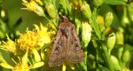 Rolnica malinówka (Diarsia rubi)