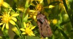 Rolnica malinówka (Diarsia rubi)