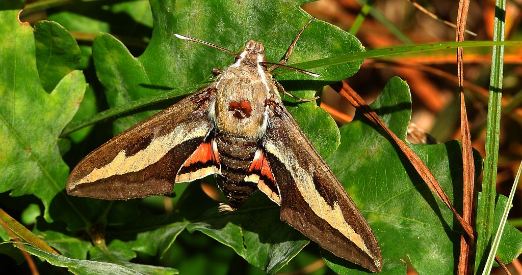 Zmrocznik przytuliak (Hyles gallii)