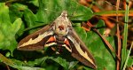 Zmrocznik przytuliak (Hyles gallii)