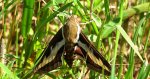 Zmrocznik przytuliak (Hyles gallii)