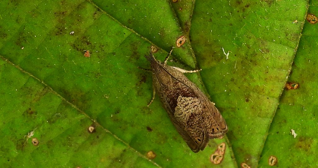 Dichrorampha simpliciana