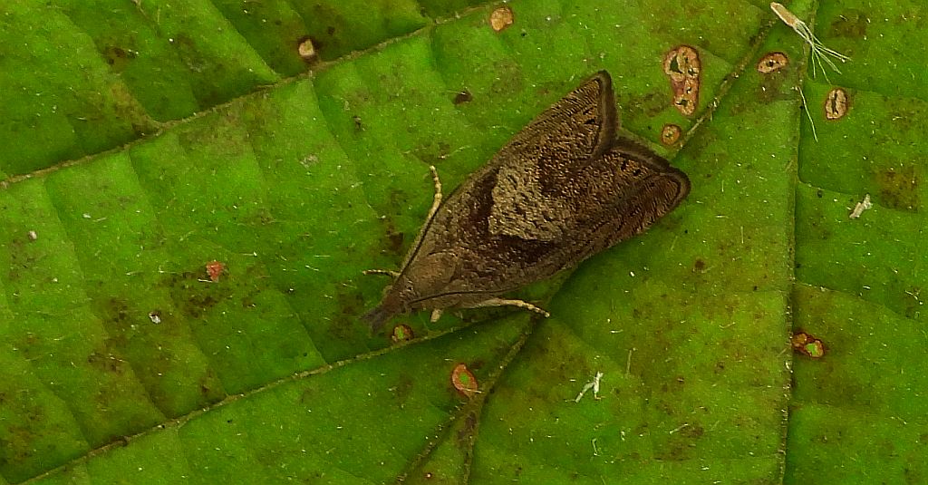 Dichrorampha simpliciana