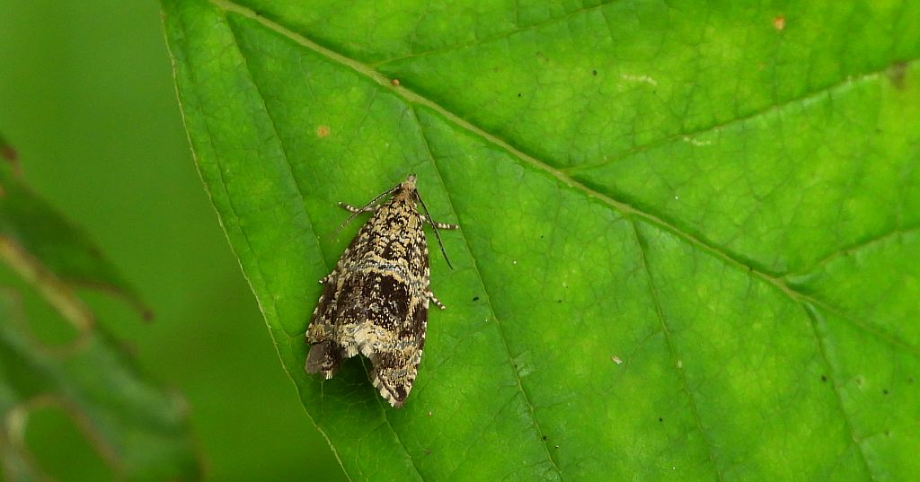 Phiaris palustrana