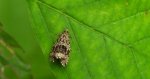 Phiaris palustrana
