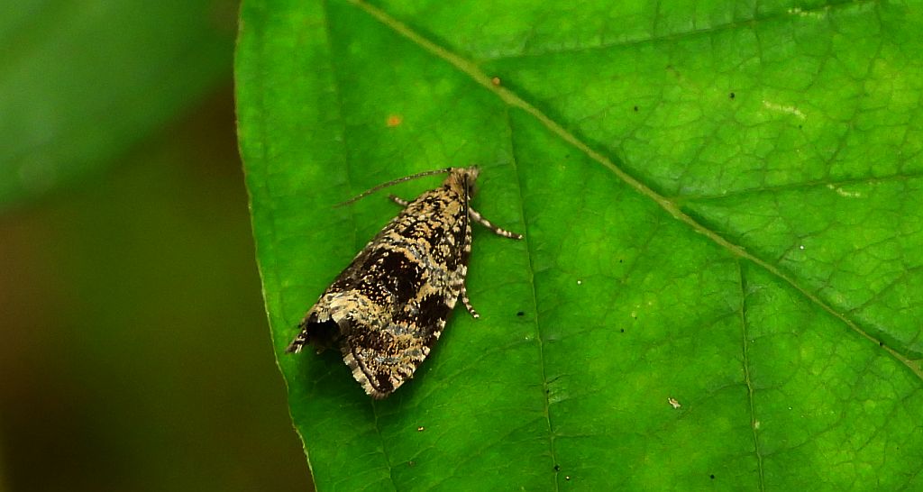Phiaris palustrana
