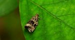Phiaris palustrana
