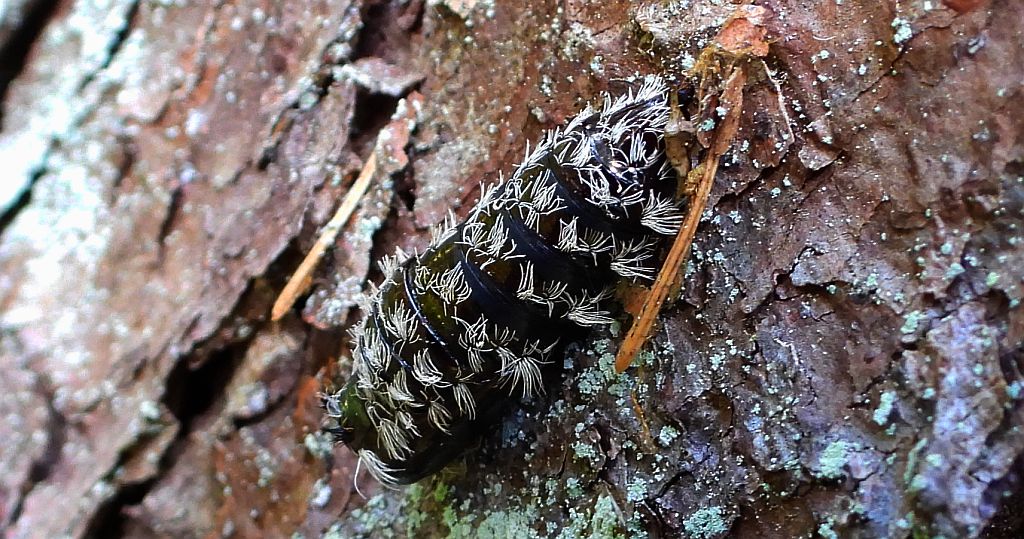 Brudnica mniszka, rząpica mniszka (Lymantria monacha)