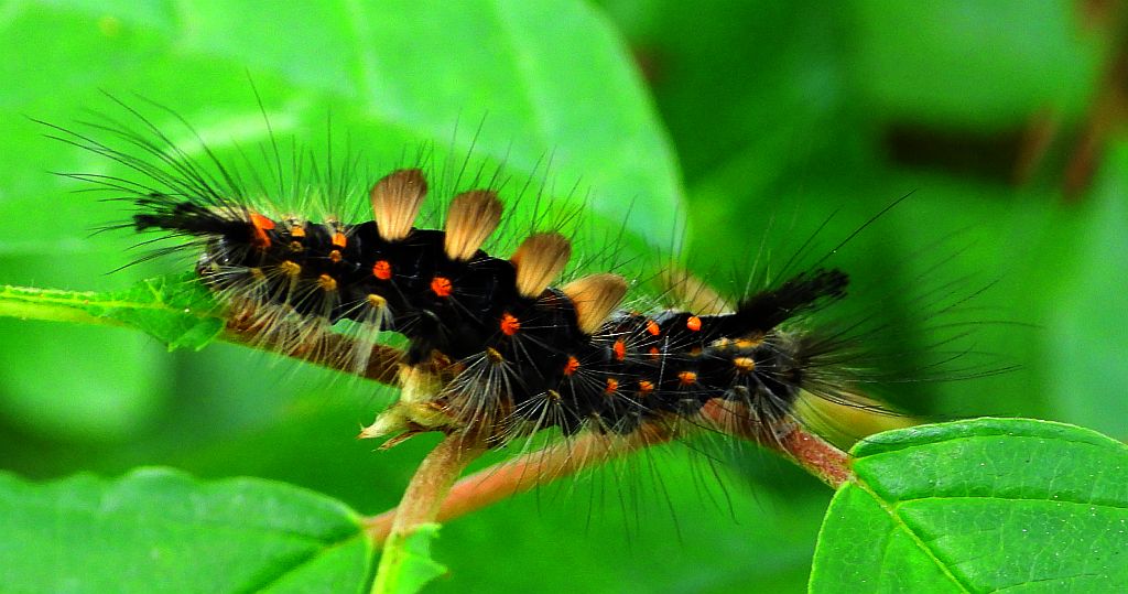 Znamionówka starka (Orgyia antiqua)