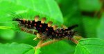 Znamionówka starka (Orgyia antiqua)