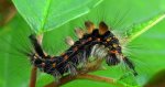 Znamionówka starka (Orgyia antiqua)