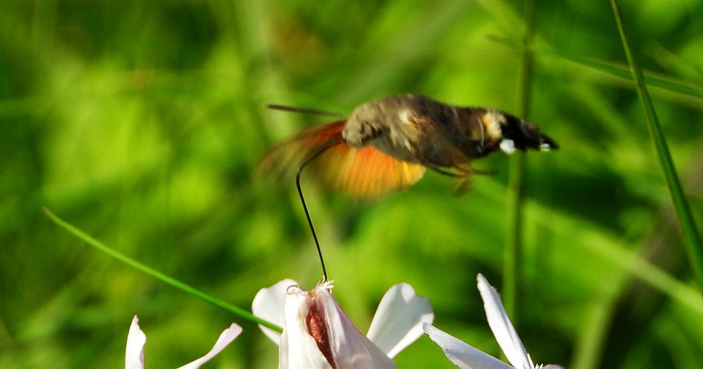 Fruczak gołąbek (Macroglossum stellatarum)