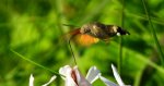 Fruczak gołąbek (Macroglossum stellatarum)