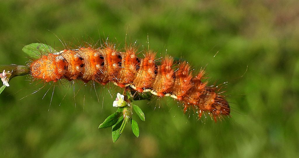 Wieczernica szczawiówka (Acronicta /Viminia/ rumicis)