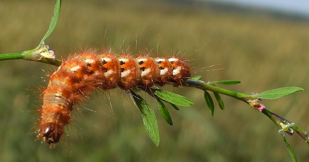 Wieczernica szczawiówka (Acronicta /Viminia/ rumicis)