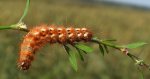 Wieczernica szczawiówka (Acronicta /Viminia/ rumicis)