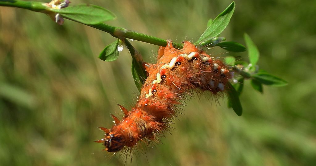 Wieczernica szczawiówka (Acronicta /Viminia/ rumicis)