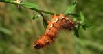 Wieczernica szczawiówka (Acronicta /Viminia/ rumicis)