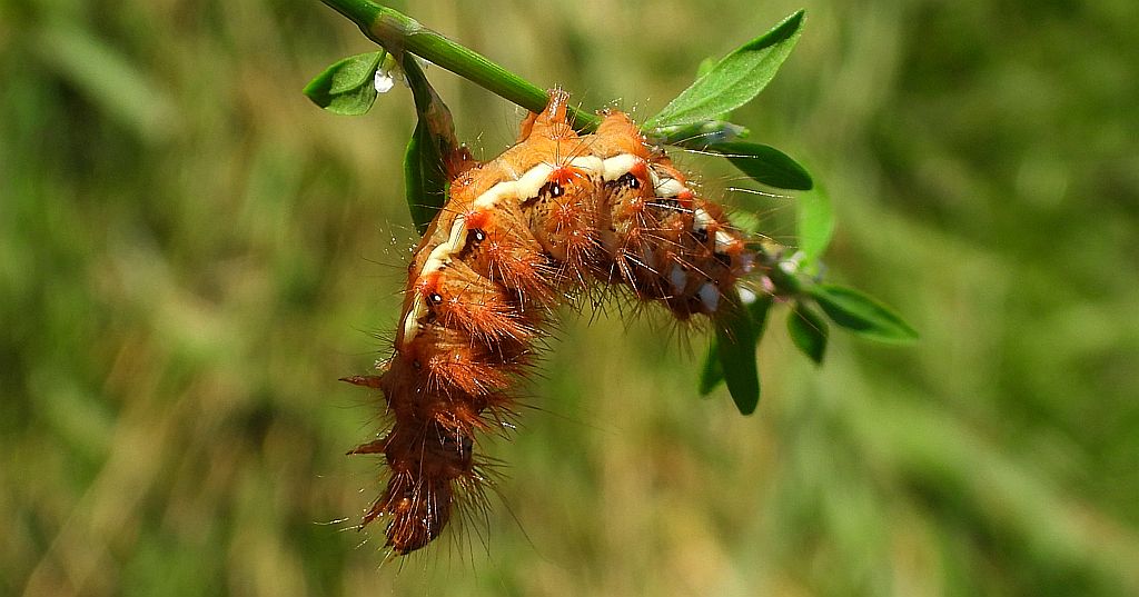 Wieczernica szczawiówka (Acronicta /Viminia/ rumicis)