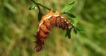 Wieczernica szczawiówka (Acronicta /Viminia/ rumicis)