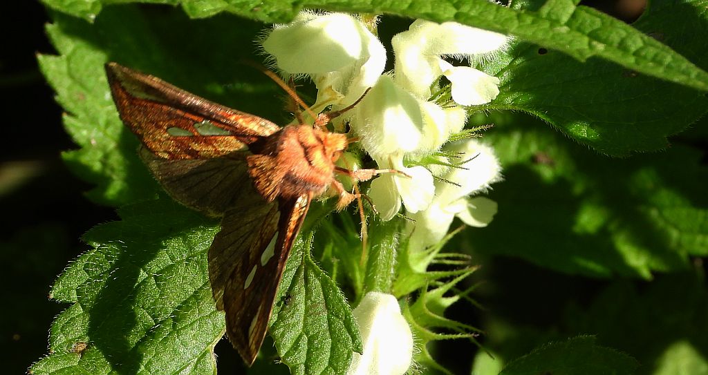 Błyszczka kostrzewica (Plusia festucae)