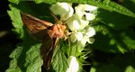 Błyszczka kostrzewica (Plusia festucae)