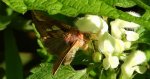 Błyszczka kostrzewica (Plusia festucae)