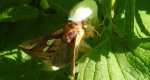 Błyszczka kostrzewica (Plusia festucae)