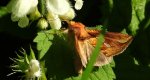 Błyszczka kostrzewica (Plusia festucae)