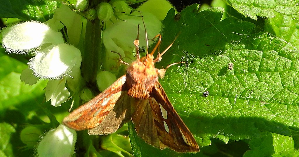 Błyszczka kostrzewica (Plusia festucae)
