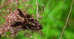 Błyszczka jarzynówka (Autographa gamma)