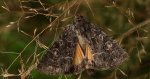 Ponurzyca źralica, smętnica mocanka (Thalpophila matura)