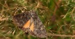 Ponurzyca źralica, smętnica mocanka (Thalpophila matura)