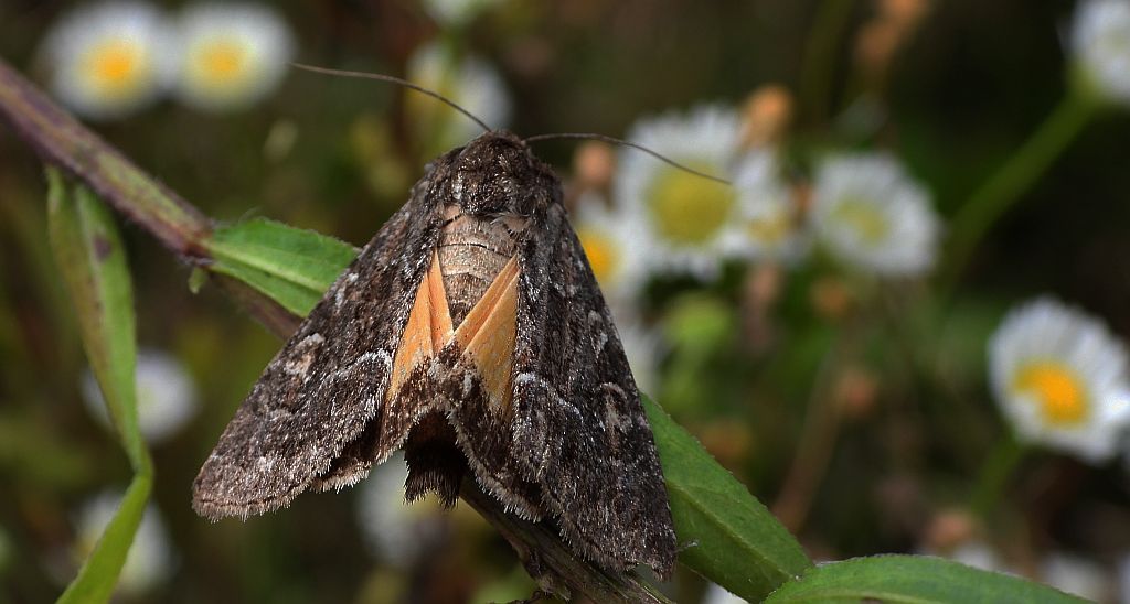 Ponurzyca źralica, smętnica mocanka (Thalpophila matura)