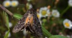 Ponurzyca źralica, smętnica mocanka (Thalpophila matura)