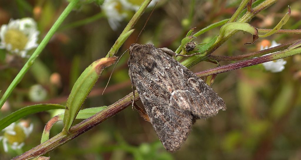 Ponurzyca źralica, smętnica mocanka (Thalpophila matura)