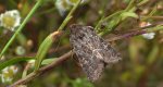 Ponurzyca źralica, smętnica mocanka (Thalpophila matura)