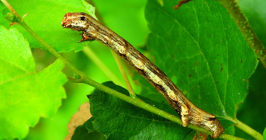 Zimowek ogołotniak (Erannis defoliaria)