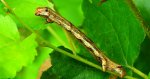 Zimowek ogołotniak (Erannis defoliaria)