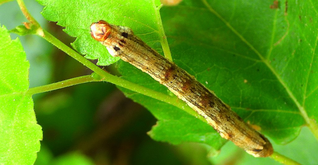 Zimowek ogołotniak (Erannis defoliaria)