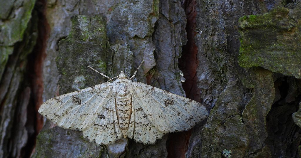 Przylepek księżycowiak (Ascotis selenaria)