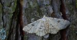 Przylepek księżycowiak (Ascotis selenaria)