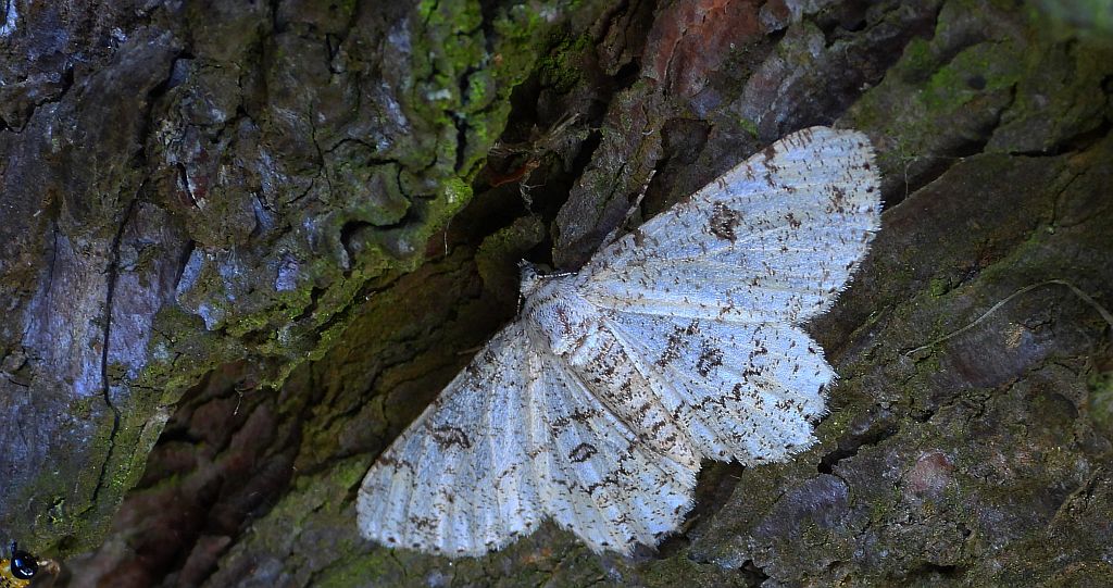 Przylepek księżycowiak (Ascotis selenaria)