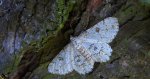 Przylepek księżycowiak (Ascotis selenaria)