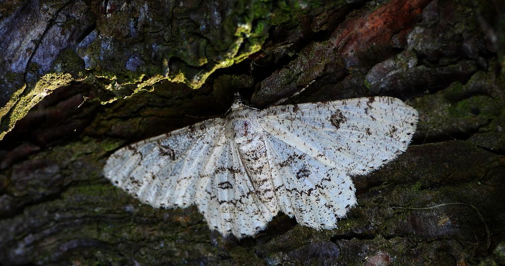 Przylepek księżycowiak (Ascotis selenaria)