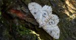 Przylepek księżycowiak (Ascotis selenaria)