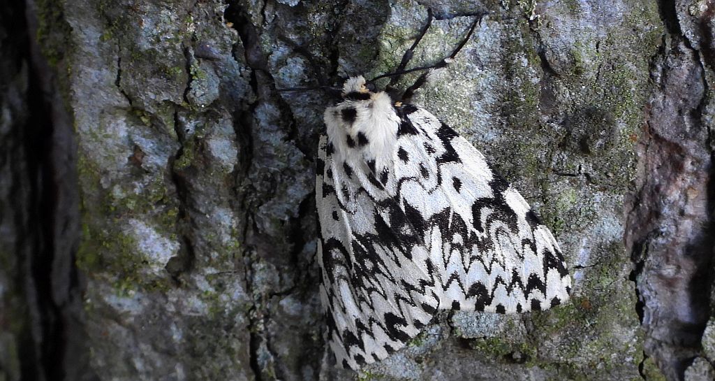 Brudnica mniszka, rząpica mniszka (Lymantria monacha)
