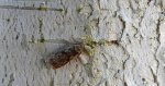 Psotka brzezinowa (Anacampsis blattariella)