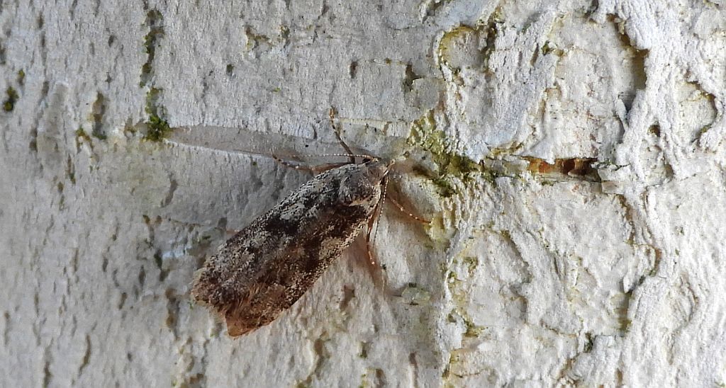 Psotka brzezinowa (Anacampsis blattariella)