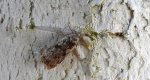 Psotka brzezinowa (Anacampsis blattariella)